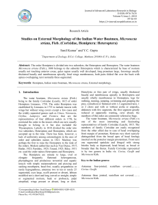 Studies on External Morphology of the Indian Water Boatmen, Micronecta striata, Fieb. (Corixidae, Hemiptera: Heteroptera)