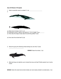 Whales&Pinniped Quiz
