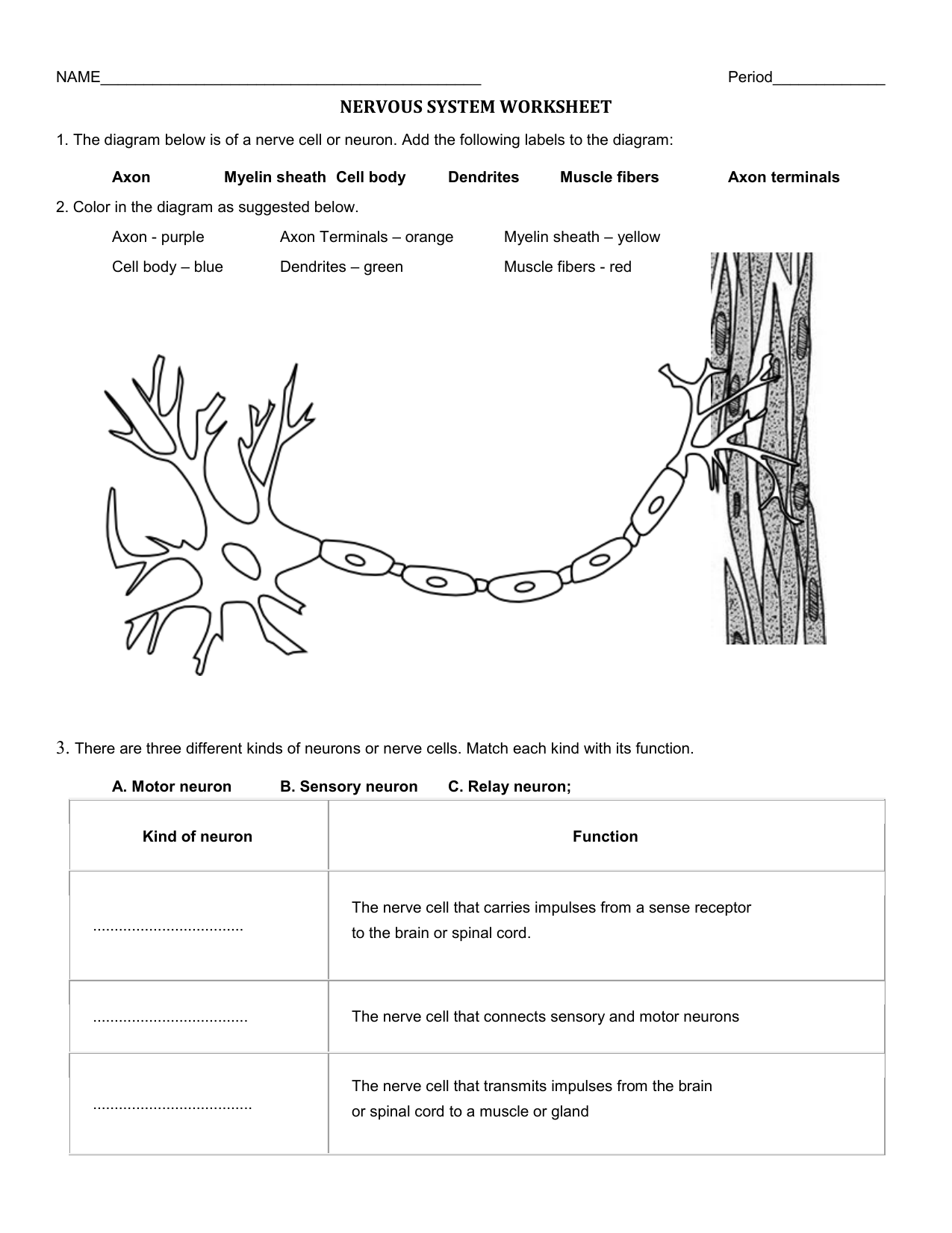 nervous-system-worksheet