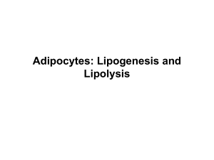 Adipocytes Lipogenesis Lipolysis