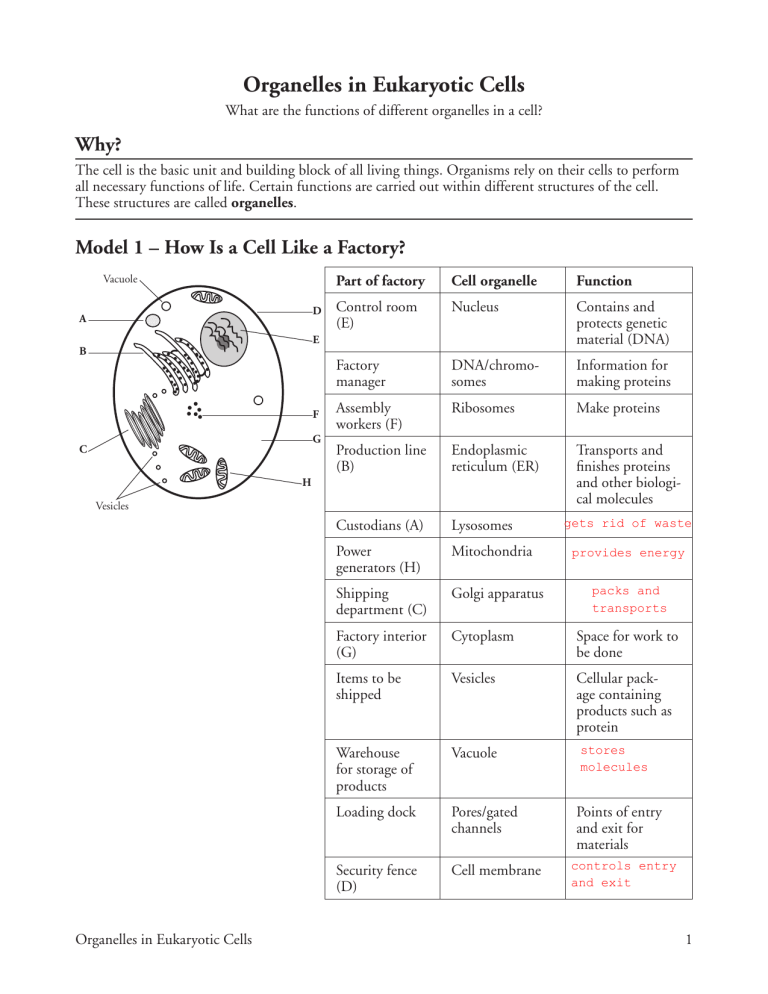 organelles-in-eukaryote-cells-s-keyn-pogil