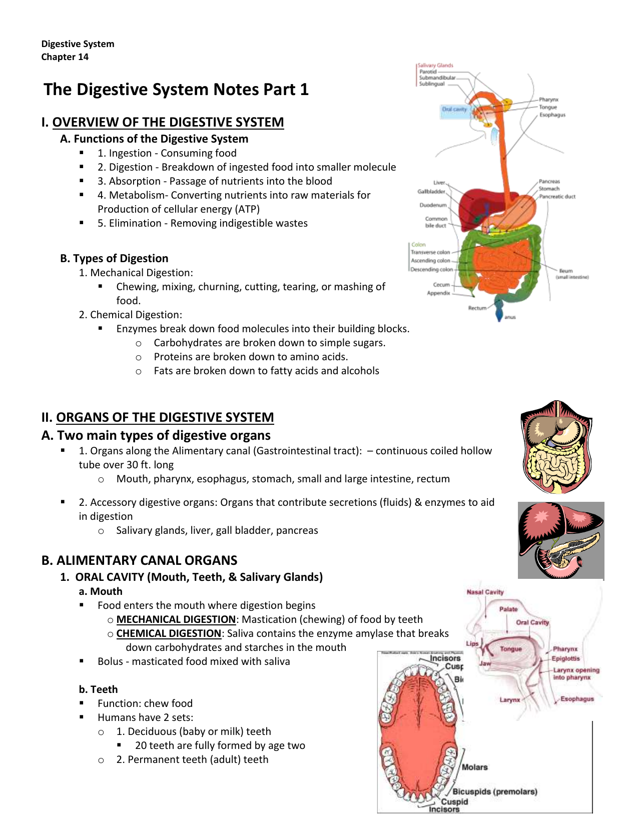 digestive system assignment sheet
