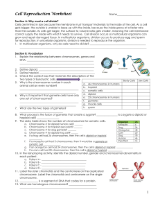 Cell Division Worksheet