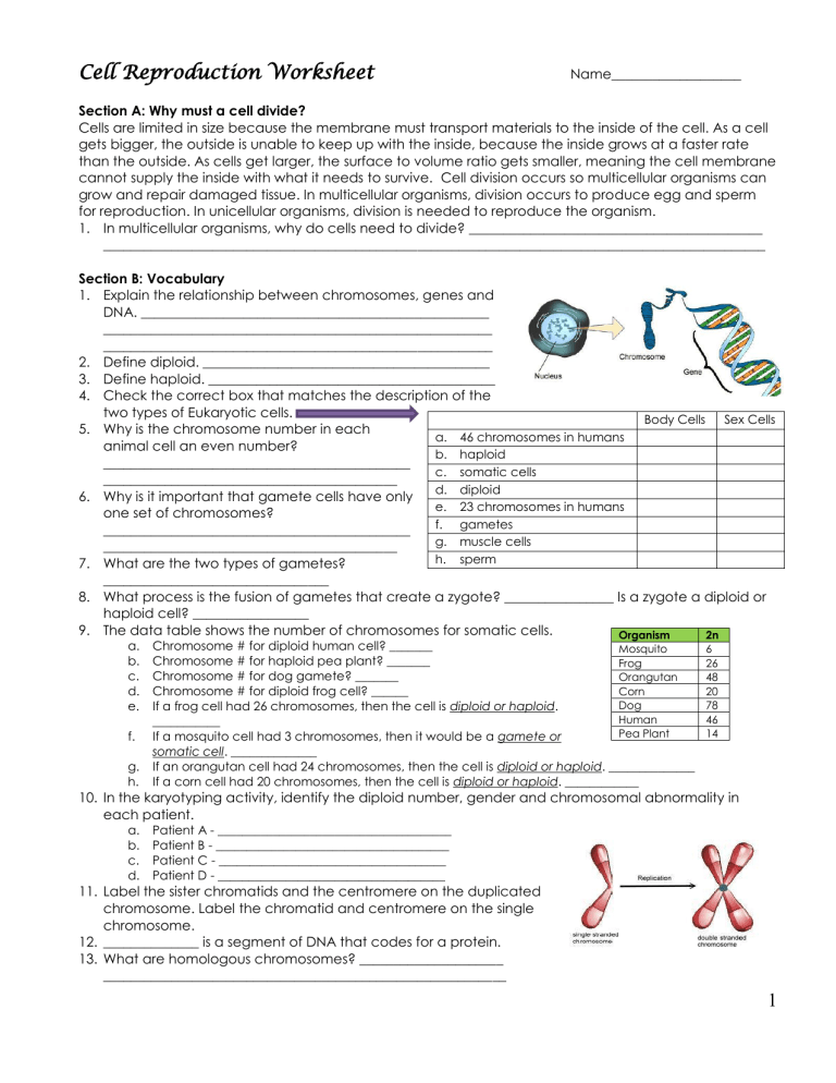 cell-division-worksheet