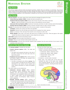 Nervous System Study Guide