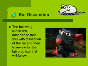 Rat Dissection 2018