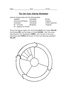 Cell Cycle Coloring Worksheet
