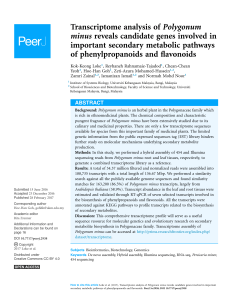 Polygonum minus Transcriptome Analysis: Gene Discovery