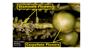 Coconut Anatomy