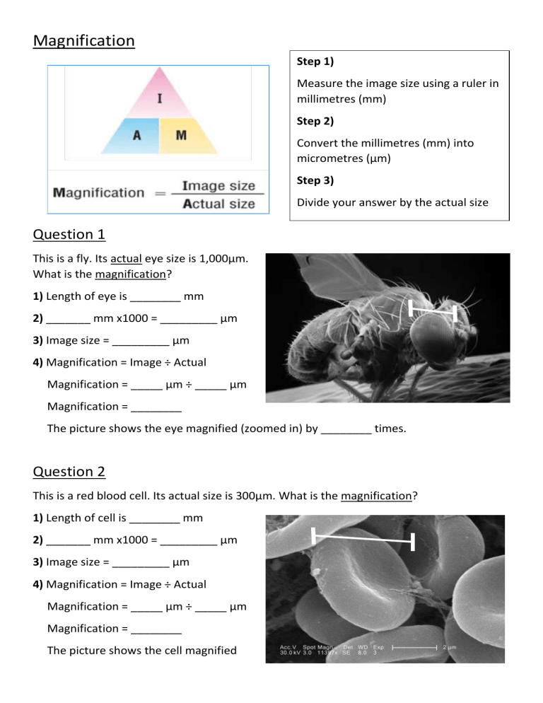 calculating-magnification-worksheet