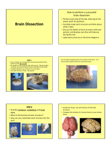 Brain Dissection.pptx