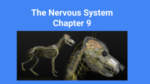 Intro to A and P II and Nervous System