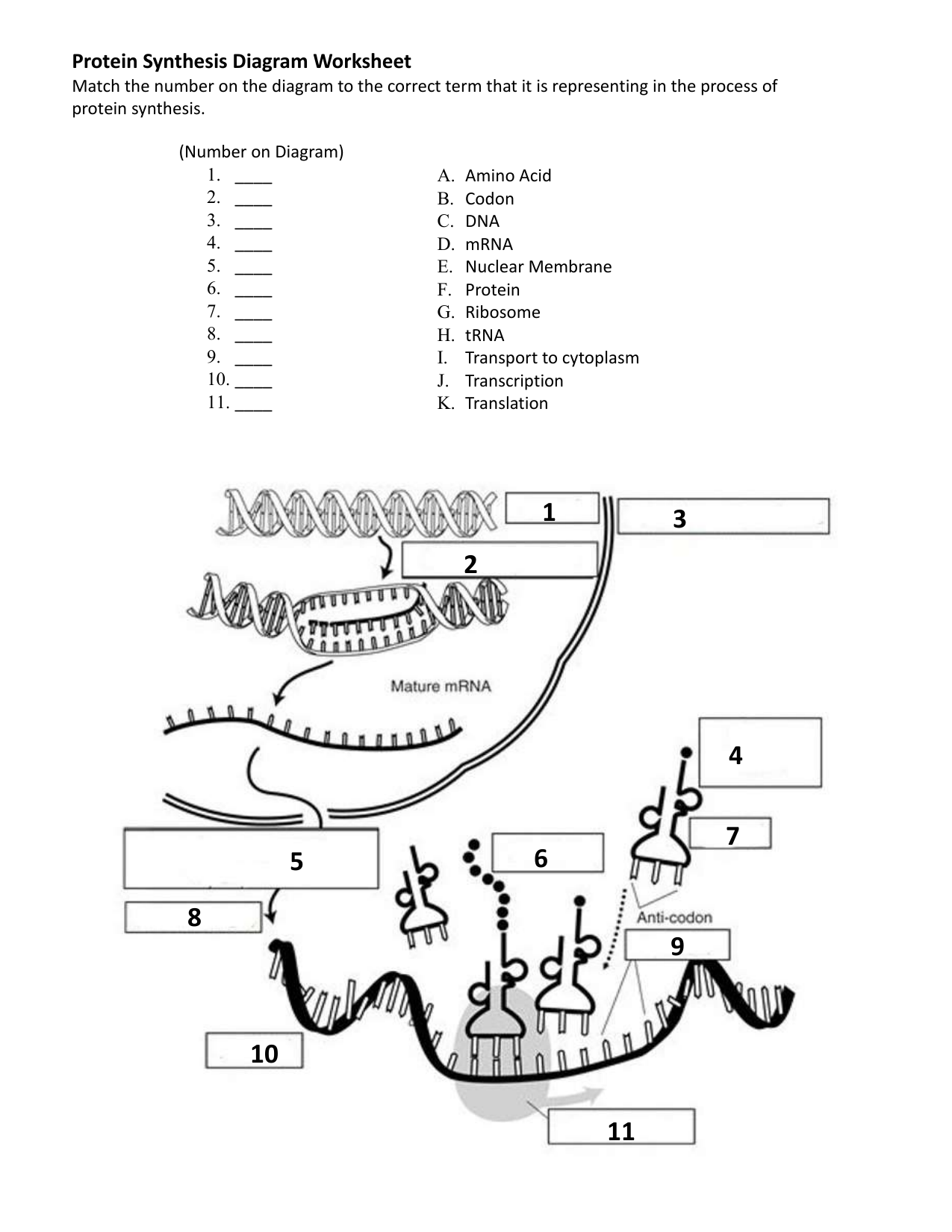 Protein synthesis diagram worksheet Within Transcription And Translation Practice Worksheet
