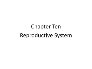 chap10. Reproductive System