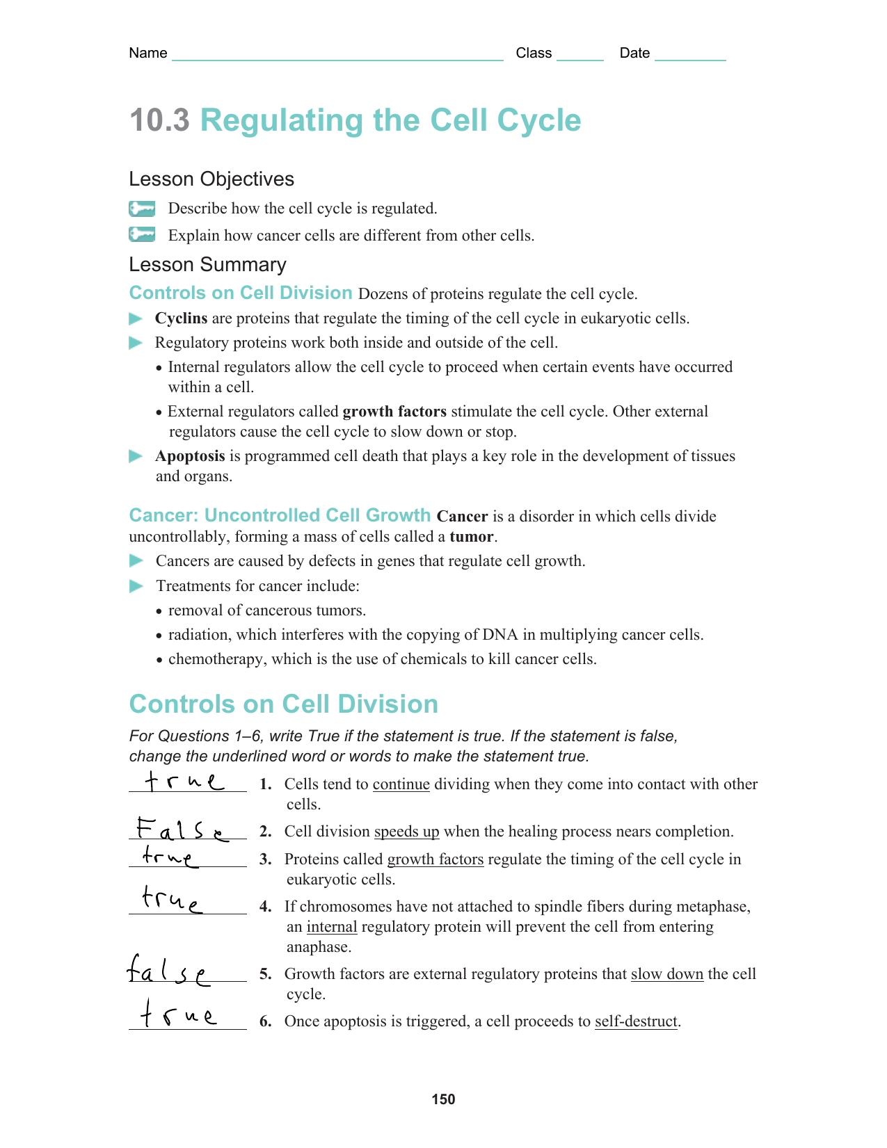 Worksheet 24.24 Regarding The Cell Cycle Worksheet