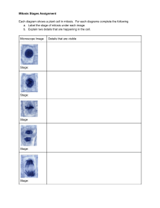 Mitosis Stages Assignment