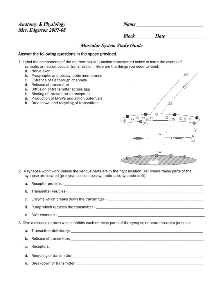 Muscular System Study Guide