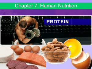 Protein powerpoint -  The protein PP!!(1)