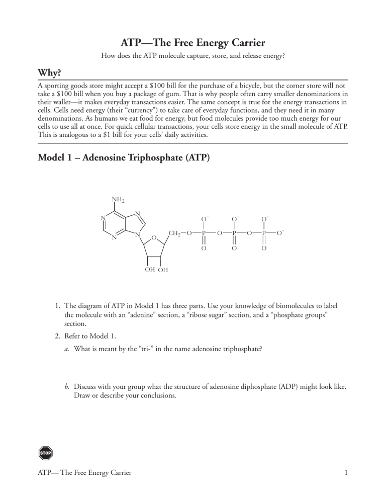 7 ATP The Free Energy Carrier S