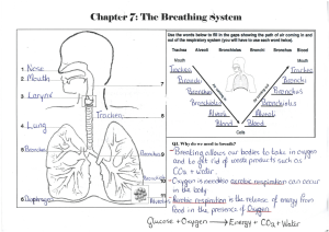 Respitory and circulatory system answers