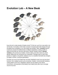 Evolution Lab - A New Beak