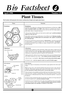 19 plant tissues