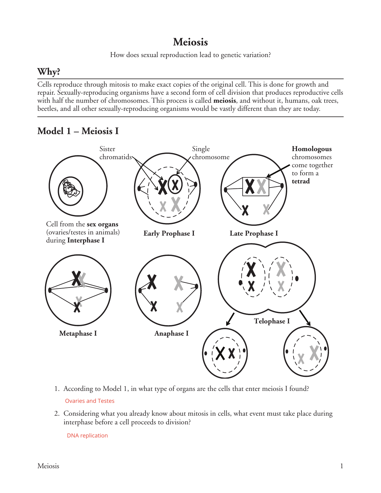 Meiosis Pogil 1