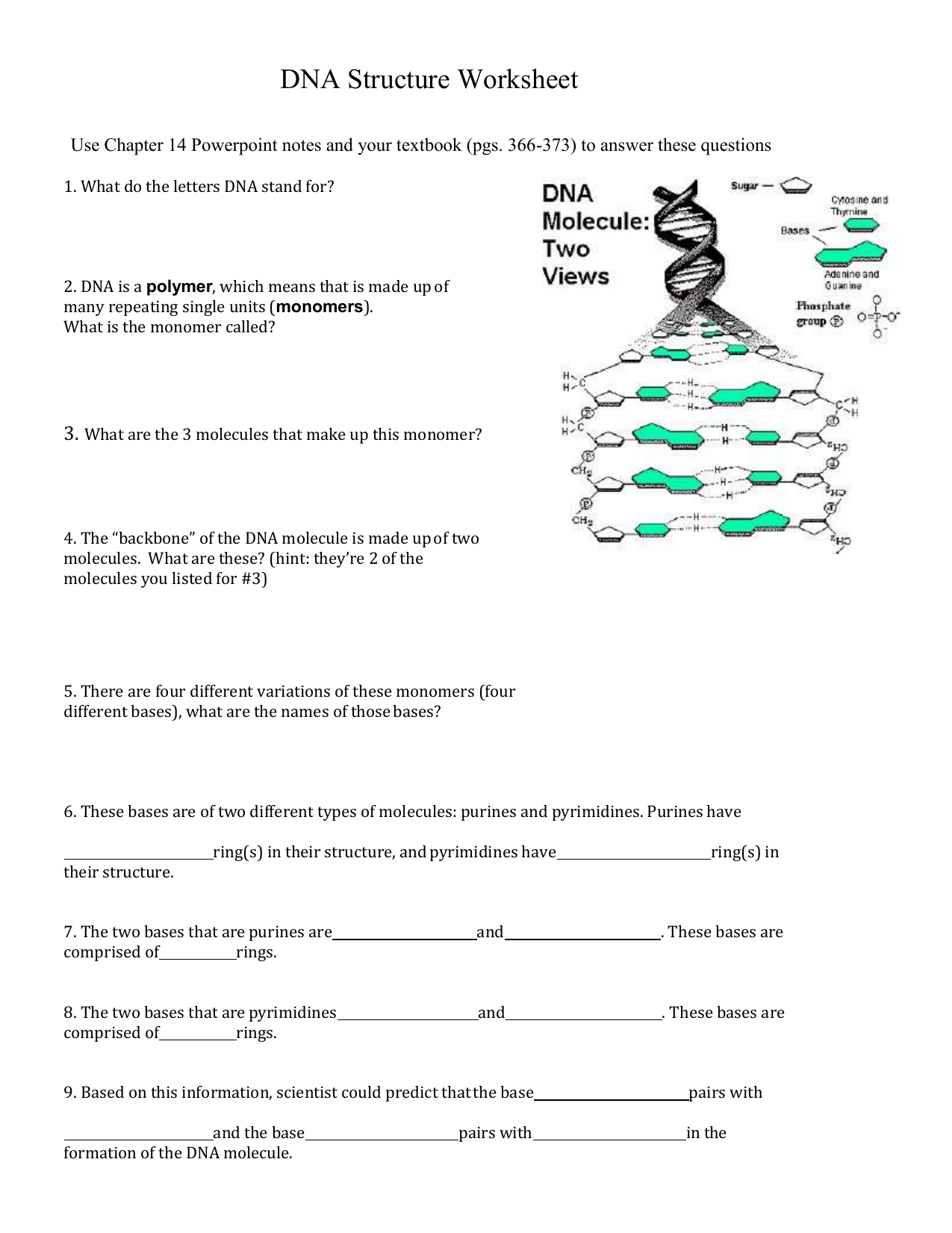 Dna Structure Worksheet Within Dna Structure Worksheet Answer
