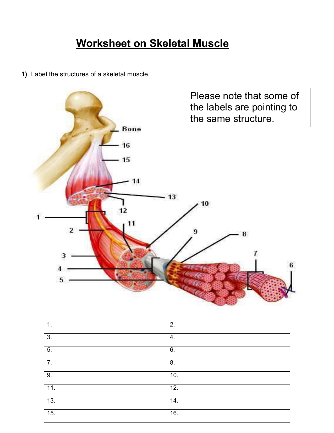 Printable Muscle Labeling Worksheet Portal Tutorials