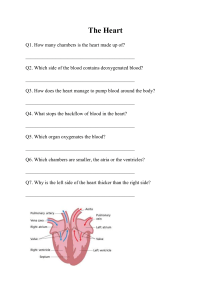 Close Cardiovascular System Revision Worksheet