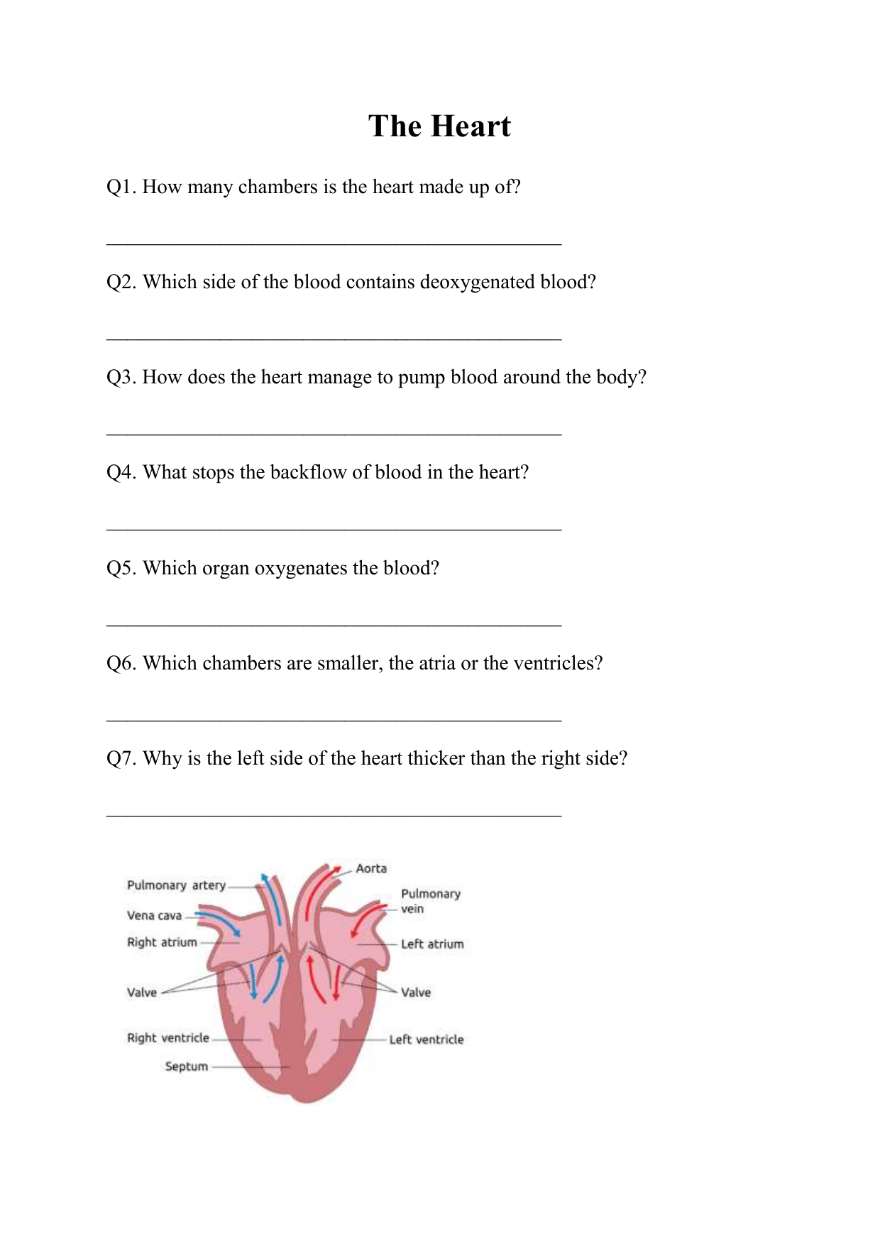 circulatory system critical thinking questions