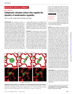 ER & membraneless organelles 2020