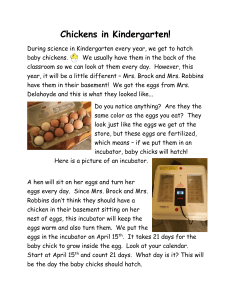 Chickens in Kindergarten
