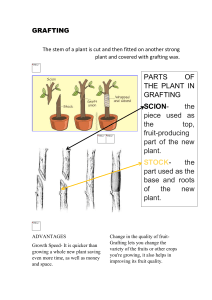 Grafting and Cutting Infographic Poster