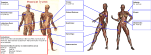 muscular system