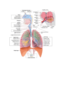 Respiratory system  diagram