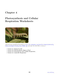 Chapter 4  CK-12 Biology Chapter 4 Worksheets