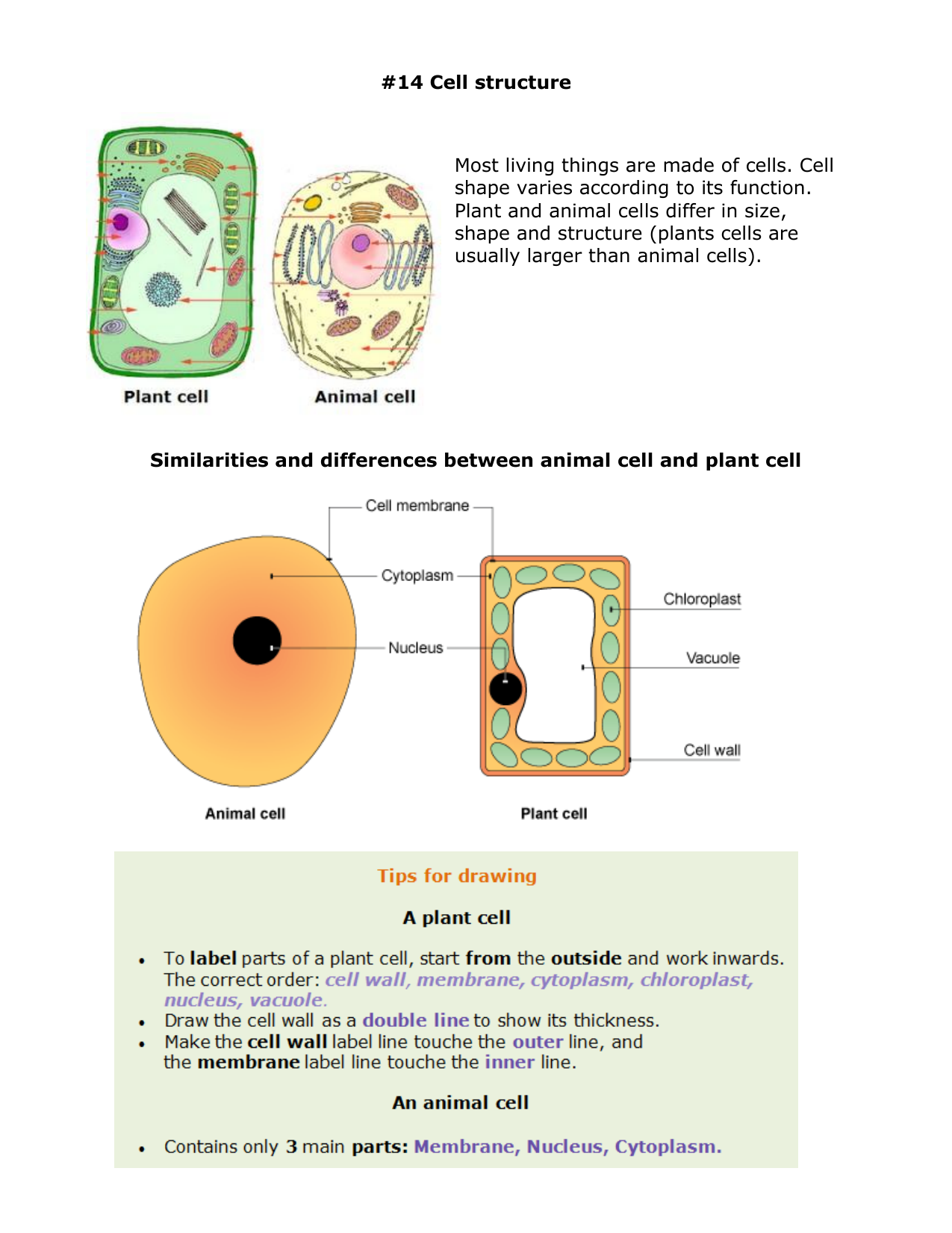 02 Cells Biology Notes Igcse 2014