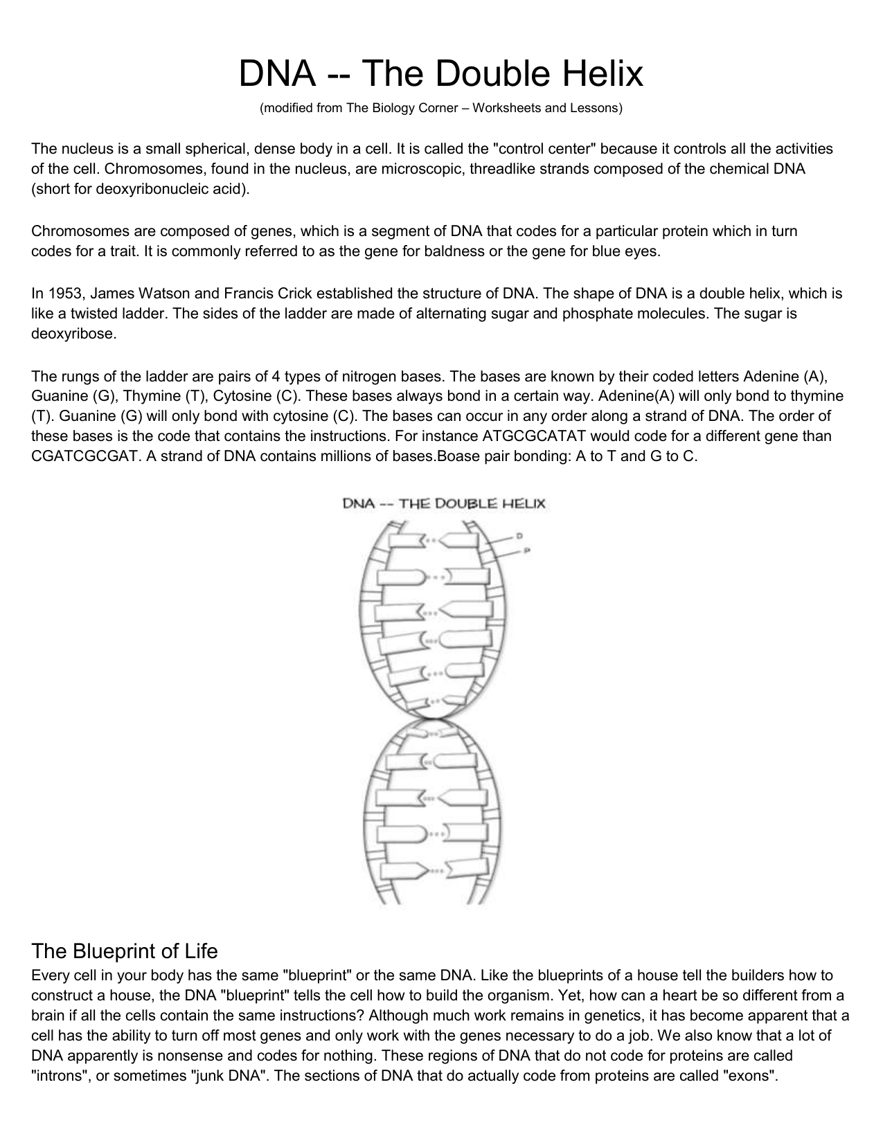 Copy of DNA Worksheet Regarding Dna The Double Helix Worksheet