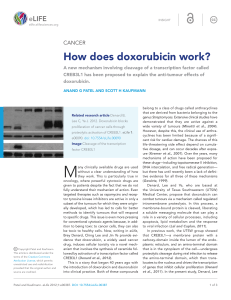 How does doxorubicin work?