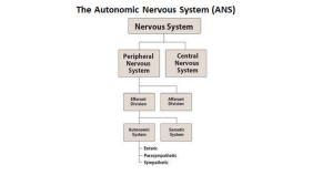 autonomic nervous system 11111