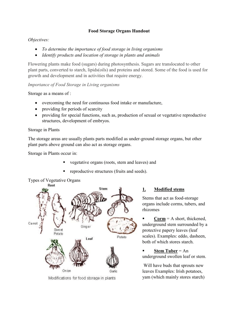 examples of storage organs