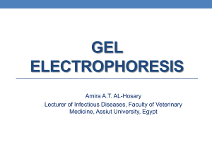 Gel Electrophoresis 12-11-2014