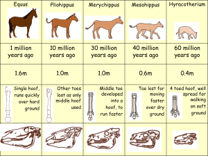 Horse evolution card sort and fact sheet