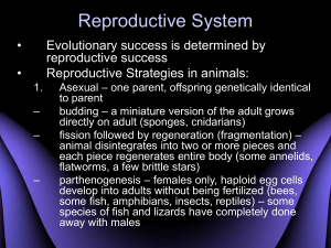 Reproductive System