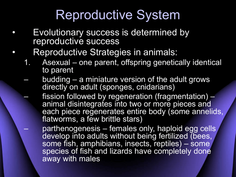 Reproductive System