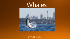 Whales Information report
