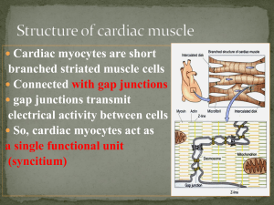 Properties-of-Cardiac-Muscle