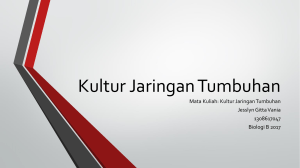 Kultur Jaringan