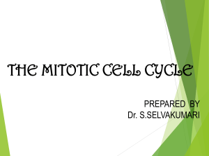 Mitotic cycle